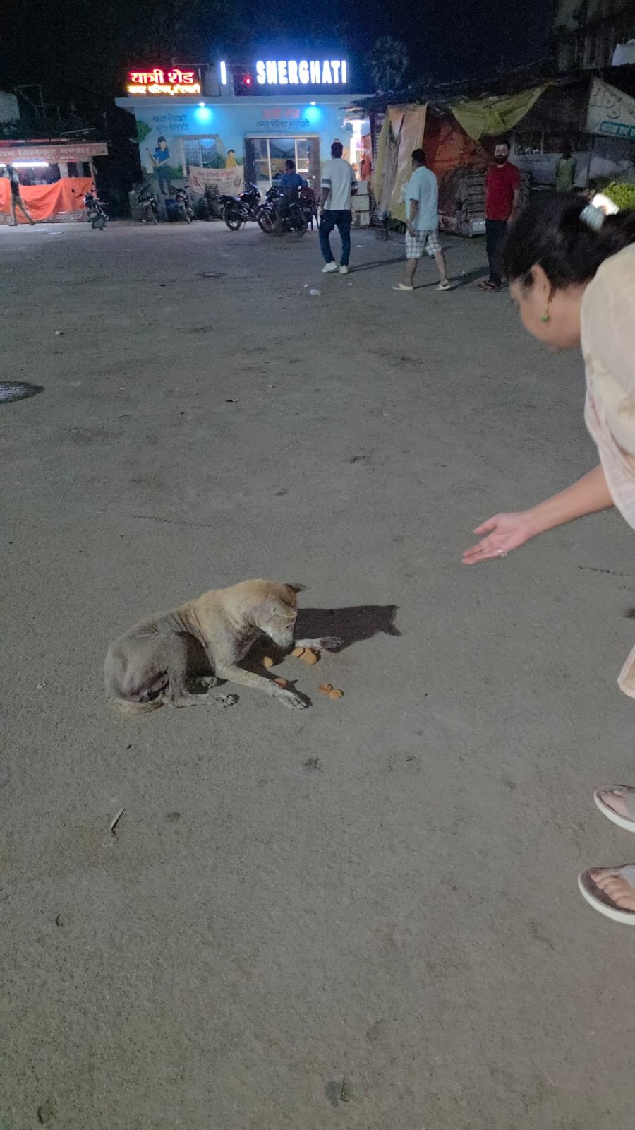 Animal care and rescue work